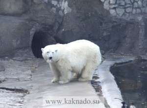белый медведь в московском зоопарке