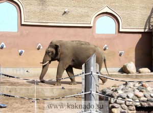 слон в московском зоопарке