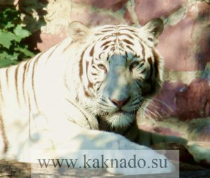 бенгальский тигр в московском зоопарке