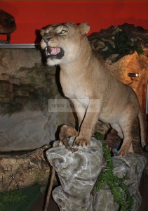 искусственное чучело пещерного льва в музее ледниковый период на ввц