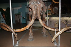 зубы мамонта в музее ледниковый период на ввц