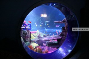 океанариум sea life, хельсинки, отзывы, окно с акулами