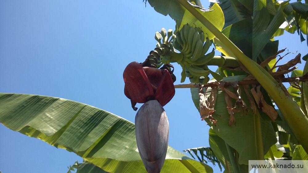 банановая пальма в чирали
