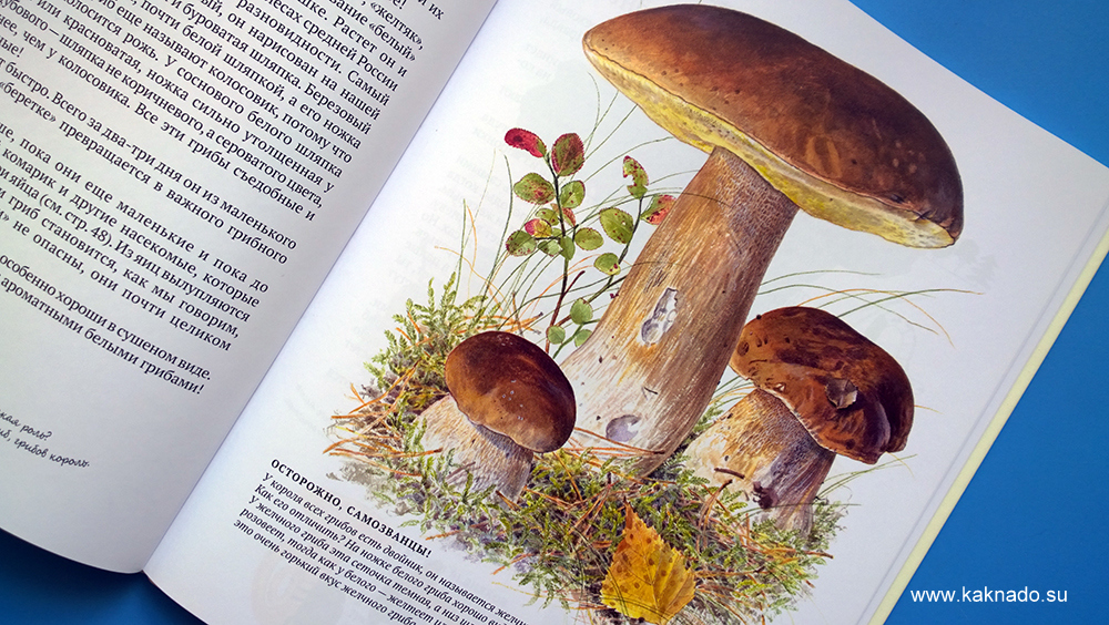 софи в мире грибов