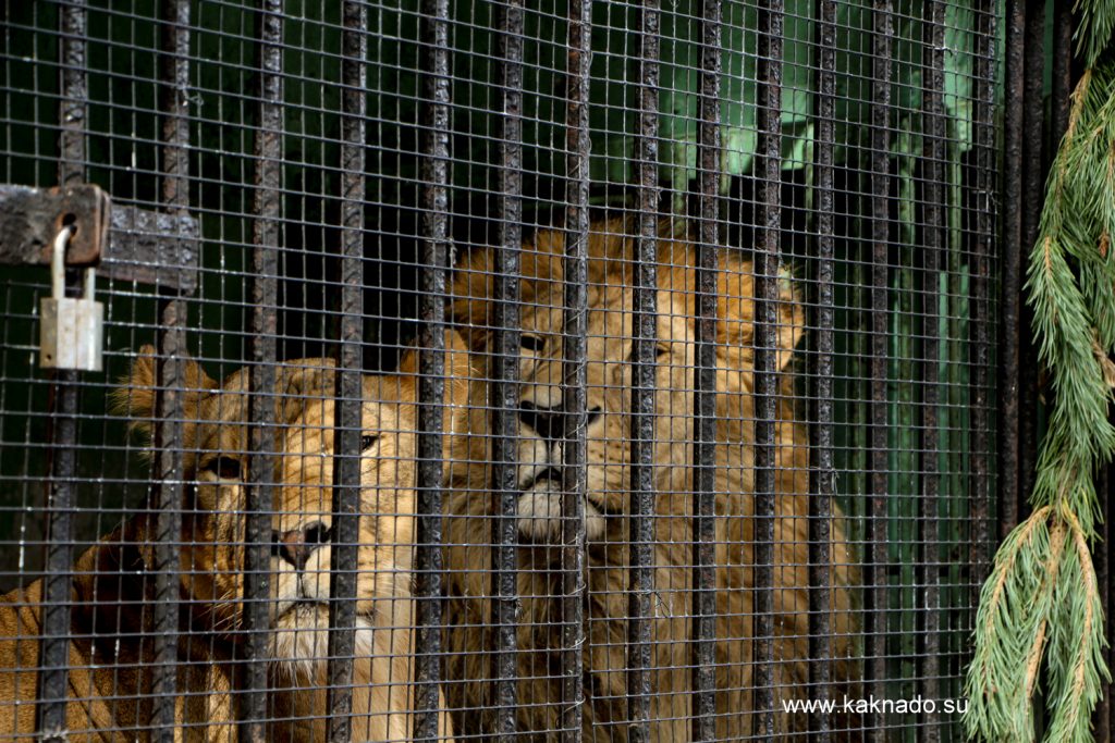 львы в ленинградском зоопарке